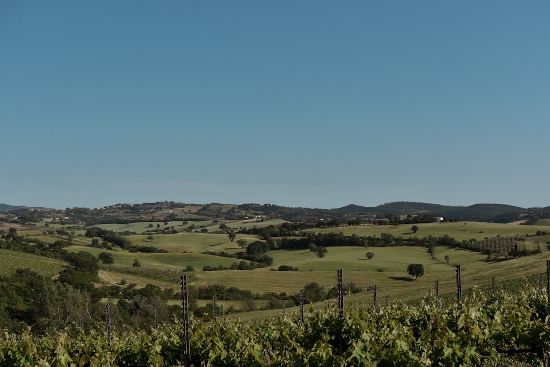 Photo Vineyard landscape